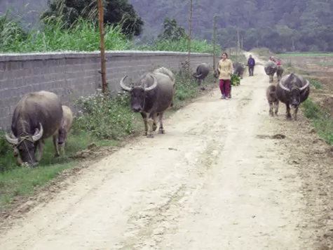 Hà Giang: Thoát nghèo từ con trâu, ngọn cỏ