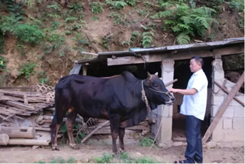 Những tấm gương nông dân sản xuất kinh doanh giỏi ở huyện Thông Nông, tỉnh Cao Bằng