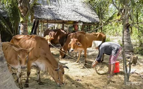 Bình Định: Hiệu quả mô hình cải tạo đàn bò tại Vĩnh An