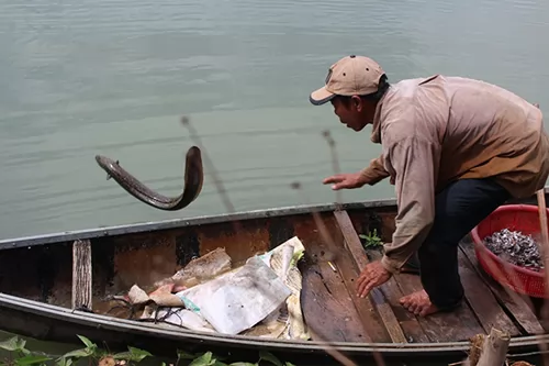 Bình Định: Làm giàu nhờ cá chình