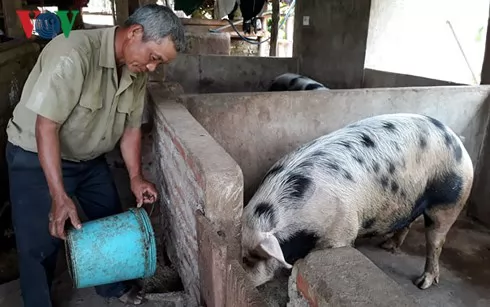 Lão nông Khơ Mú nuôi lợn thu nhập 150 triệu đồng mỗi năm