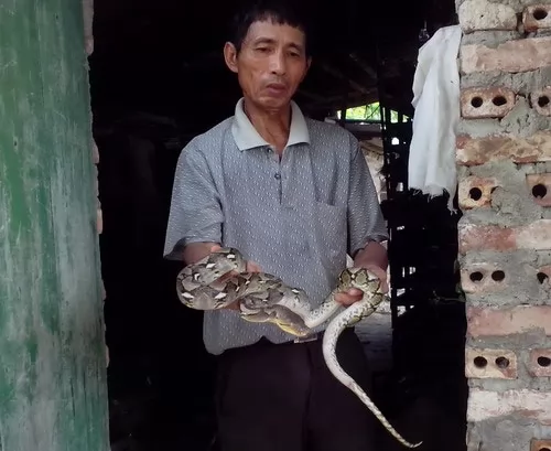 Nông dân làm giàu từ chăn nuôi rắn