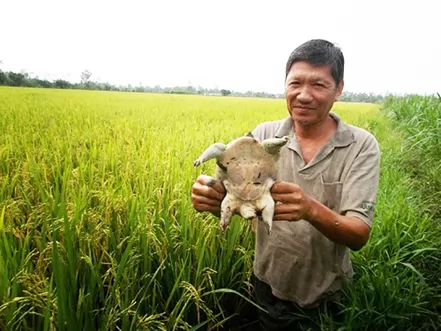 Làm giàu nhờ nuôi Ba Ba trong ruộng lúa