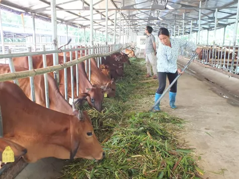 Lạng Sơn đẩy mạnh cải tạo đàn bò