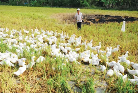 Kỹ thuật nuôi vịt chạy đồng