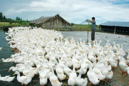 Chăn nuôi thủy cầm có lợi thế lớn