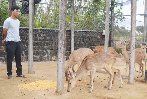 Gia Lai: Làm giàu từ trang trại hươu, nai ở Chư Prông