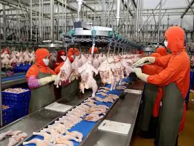 Nhiều \'ông lớn\' đầu tư nuôi gà