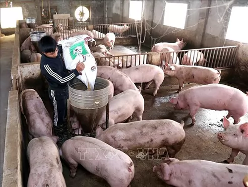 Phát triển chăn nuôi lợn, gia cầm an toàn sinh học