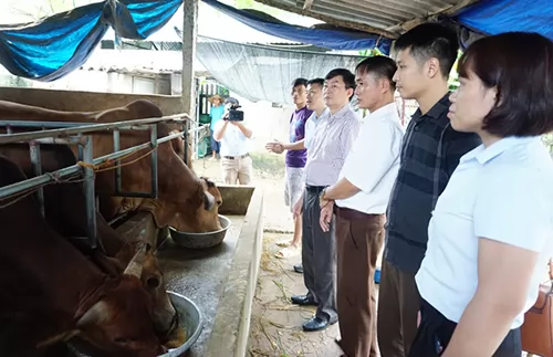 Thái Nguyên: Vỗ béo, cải tạo đàn bò thịt