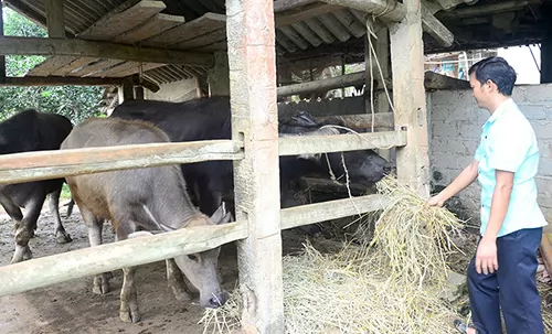 Tuyên Quang: Chủ động phòng, chống đói, rét cho đàn vật nuôi trong mùa đông