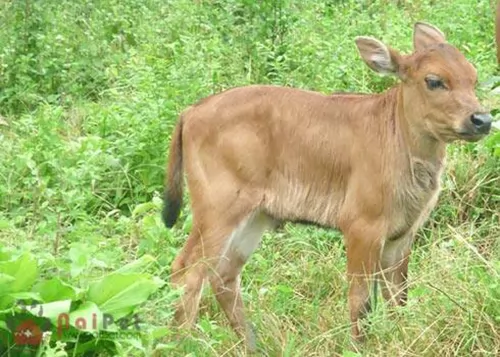 Hội chứng tiêu chảy ở bê nghé