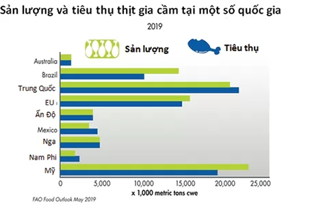 3 “trụ cột” nuôi gia cầm trên thế giới