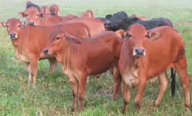 Phòng và trị bệnh loét da quăn tai ở bò