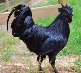 Kỹ thuật nuôi gà đen Ayam Cemani