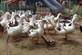 Viêm gan do virus trên vịt