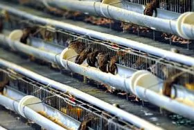 Kỹ thuật làm chuồng nuôi chim cút đẻ