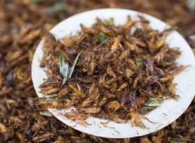 Kỹ thuật nuôi dế mèn