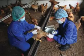 Chăm sóc vật nuôi thời điểm giao mùa