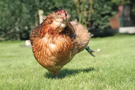 Araucana - loài gà lạ dáng đẹp, không đuôi