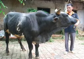 Kinh nghiệm nuôi bò BBB