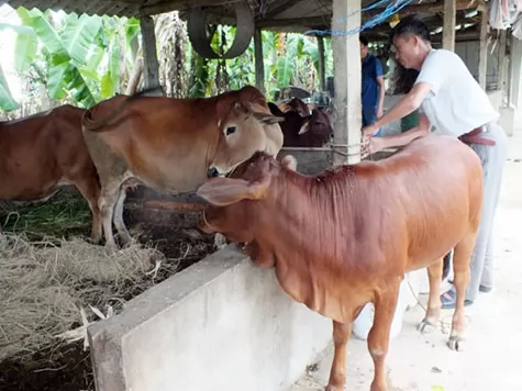 Vĩnh Phúc phát triển mạnh chăn nuôi bò