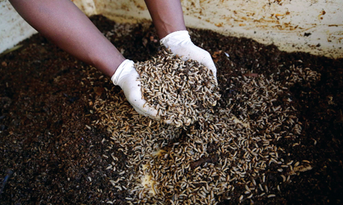 Tiềm năng sử dụng côn trùng làm thức ăn chăn nuôi | Diễm Uyên - HUPHAVET - Đồng hành cùng người chăn nuôi