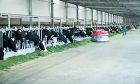 Chiến lược phát triển chăn nuôi giai đoạn mới