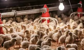 Nuôi dưỡng chăm sóc gà con