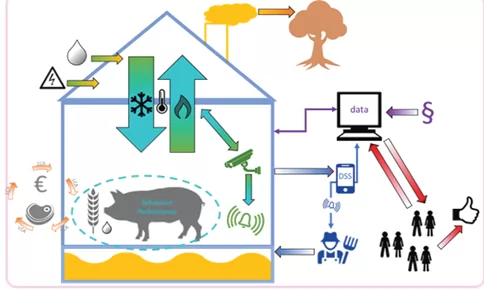 Châu Âu: Chiến lược nâng cao công nghệ chăn nuôi heo