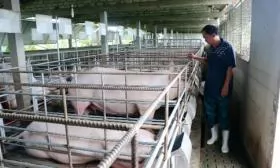 Kỹ thuật nuôi heo nái