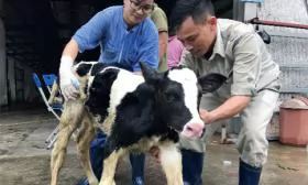 Ứng dụng công nghệ cấy truyền phôi bò sữa