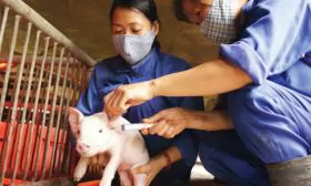 Thú y Việt Nam: Kỳ vọng diện mạo mới