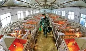 Tái thiết ngành heo châu châu Á vượt ASF