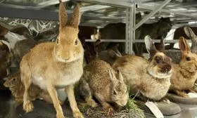 Phòng, trị tụ huyết trùng trên thỏ