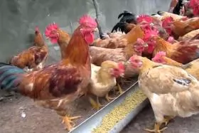 Bổ sung vitamin cho gà suy dinh dưỡng