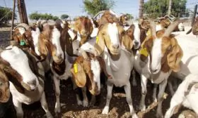 Kỹ thuật nuôi dê lấy thịt