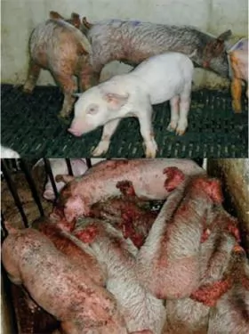 Bệnh viêm da tiết dịch trên heo