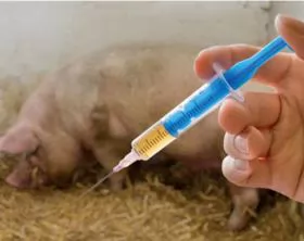 Công nghệ vaccine mới cho PRRS, ASF