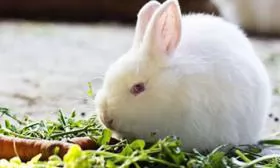 Kỹ thuật chống nóng cho thỏ
