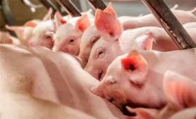 Xử lý bệnh bại liệt trên heo nái