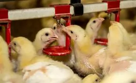 Để tái đàn vật nuôi hiệu quả