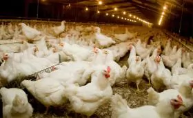 Ngành gia cầm thế giới: Tăng tốc bất chấp khó khăn