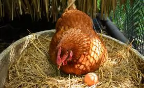 Dinh dưỡng để gà đẻ trứng tốt trong mùa hè