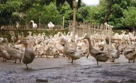 Bệnh dịch tả ở ngan, ngỗng và cách phòng ngừa