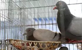 Một số giống bồ câu ở nước ta