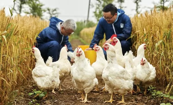 3 xu hướng tác động ngành gia cầm tương lai