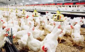 Cho ăn chính xác nâng cao hiệu quả tăng trưởng của gà thịt