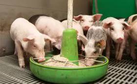 Phương pháp tập ăn sớm cho heo con