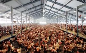 Châu Âu đẩy mạnh xu hướng nuôi gà không lồng